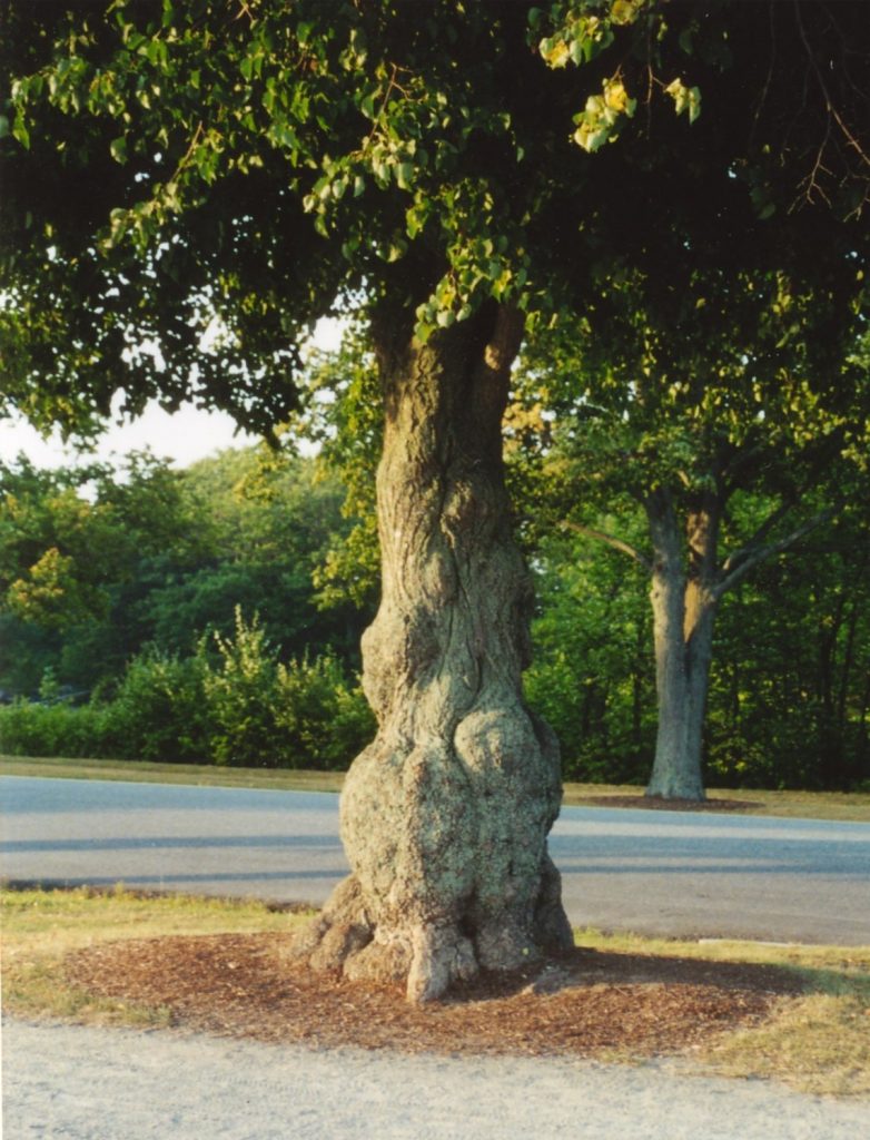 Tree with cancer due to geopathic stress